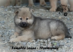 chiot eurasier